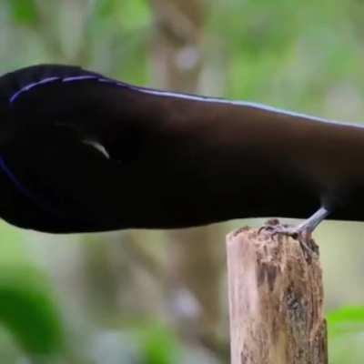 🔥 black sicklebill display