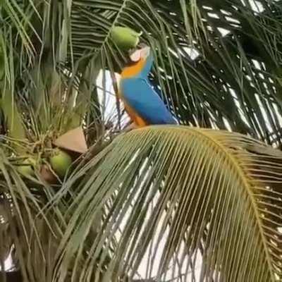 A macaw open a coconut with his beak and drinks the water in one shot!