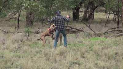 Meanwhile, in Australia..... man punches big male kangaroo to save his dog