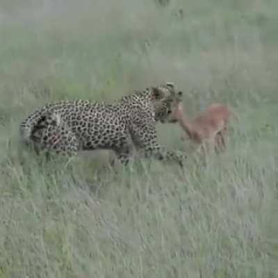 Confusion on the highest order, even the leopard looked confused