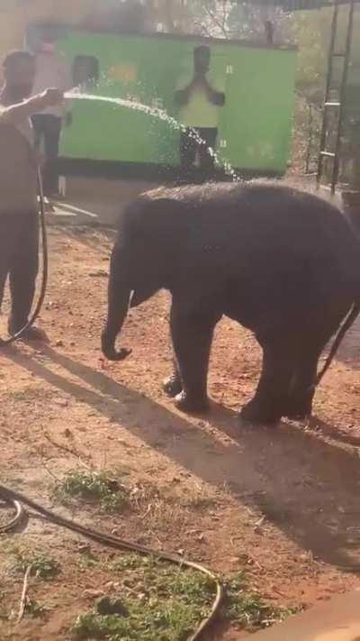 An elephant calf rescued from a tiger reserve, enjoying showers in afternoon