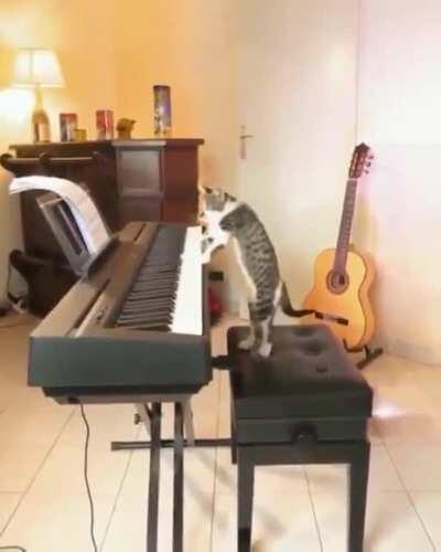 Very musical cat !!