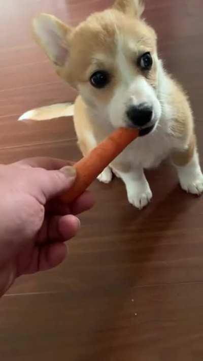 Our corgi loves carrots