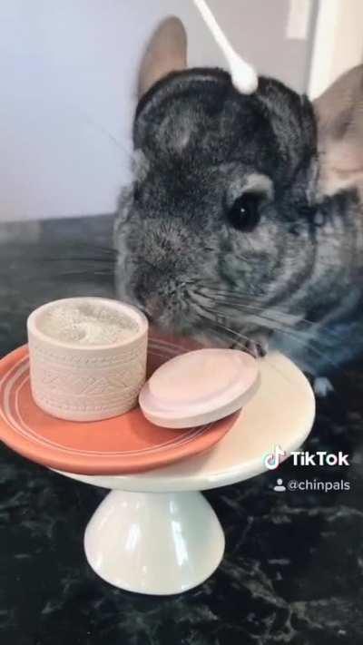 [Misc] My chinchilla’s skincare routine, thought you might enjoy!