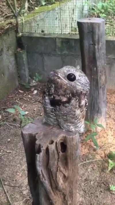 The great potoo is one weird looking bird