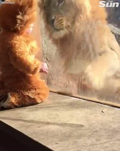 Lion playing with baby dressed as one of his pride.