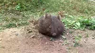 You guys like Wombats?