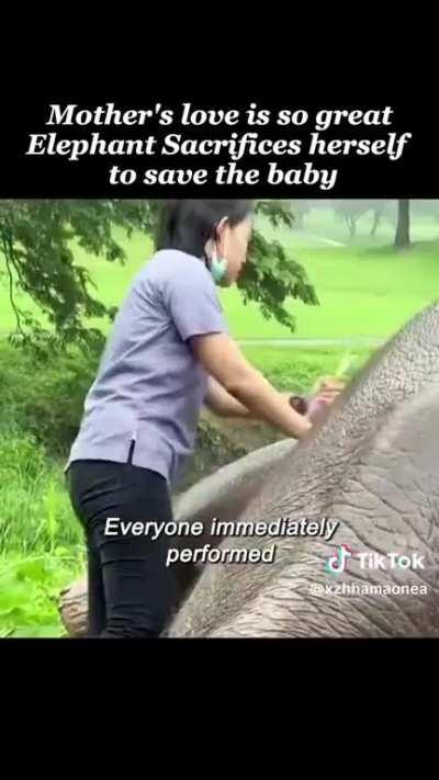 Saving elephant family from a pit