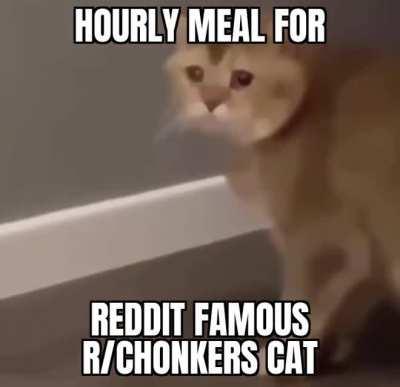 Wholesome chungus cat 🥰🥰😊😊😊😅