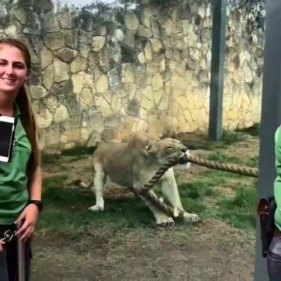 Three man tug of war against a lion.