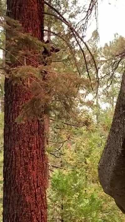 Black bear sighting in Yosemite