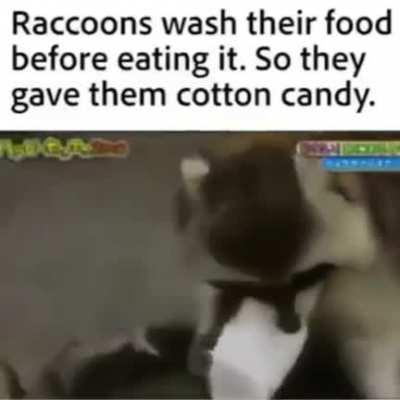 Poor Raccoon