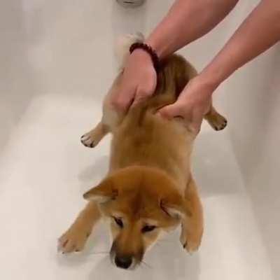 Shiba pup unsure about bathtub