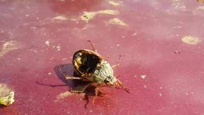 &quot;Zombie&quot; beetle controlled by parasites after death