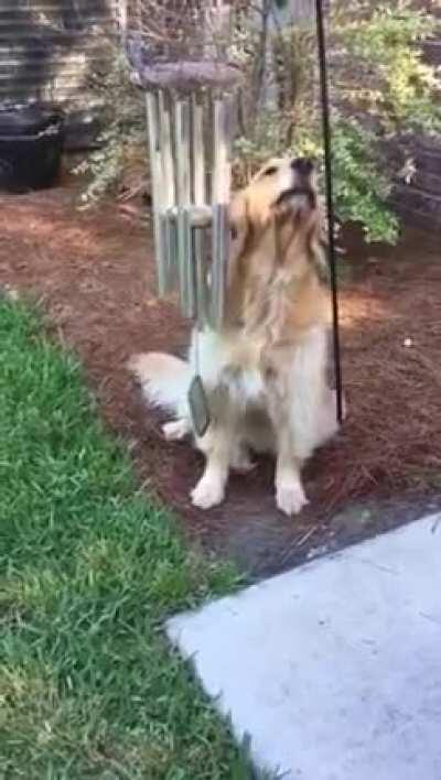 Doggo gives soulful performance about being a dog in 2021