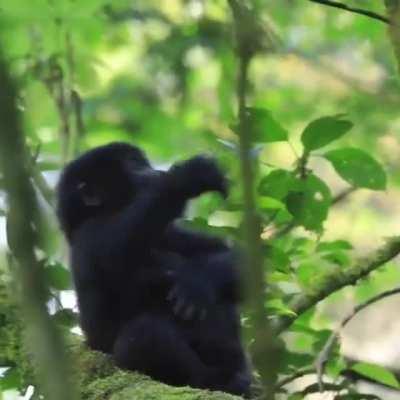 🔥 Baby gorilla practicing chest beat