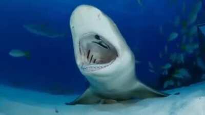 Lemon Shark having a Dentist appointment and a back massage at the same time.