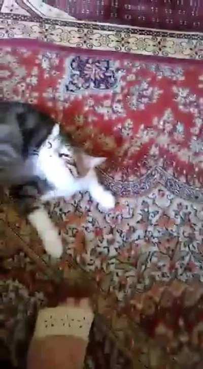 Atheist cat fighting praying muslim