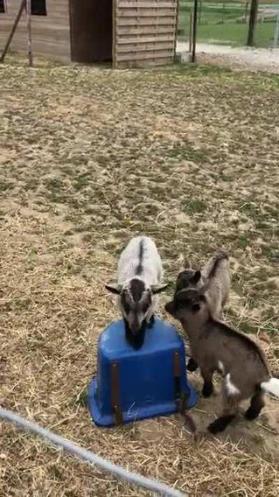 Baby goats play &quot;King of the Hill&quot;