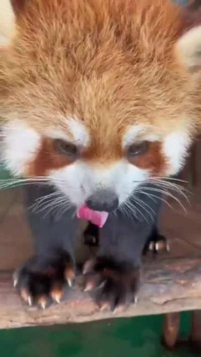 Red Panda enjoying his treats