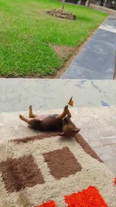 Puppy playing with a butterfly