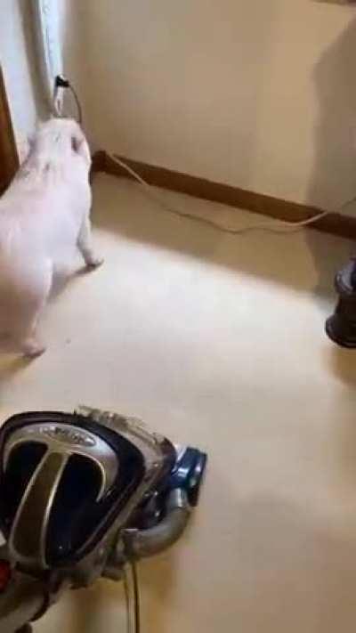 Pig annoyed by vacuum cleaner repeatedly unplugs it.