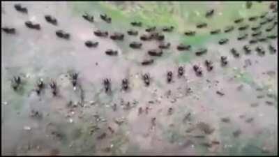 The Truce between the Ants and the Termites. Guards standing in formation to protect their colony