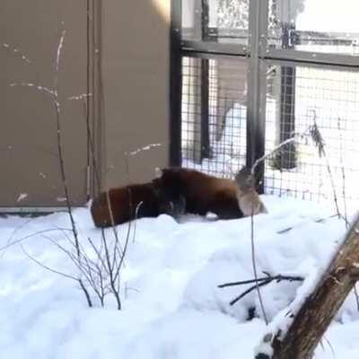 Red panda secret handshake