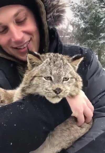 A Purring Lynx