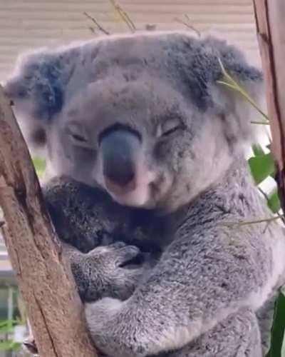 Mama koala bear cuddling her son