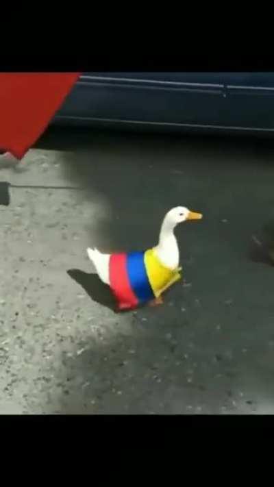 This duck at the protests in Colombia.