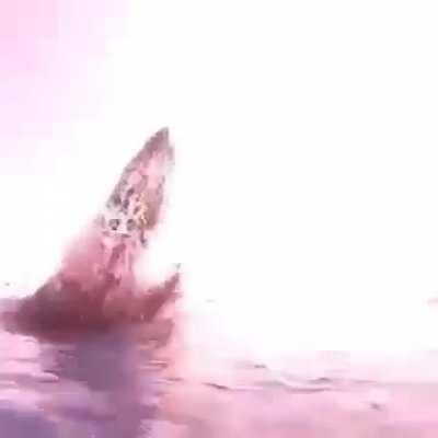 Humpback Whale powering up to breach the surface