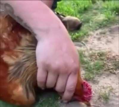 Chikens become hypnotized When a line is drawn in front of them.