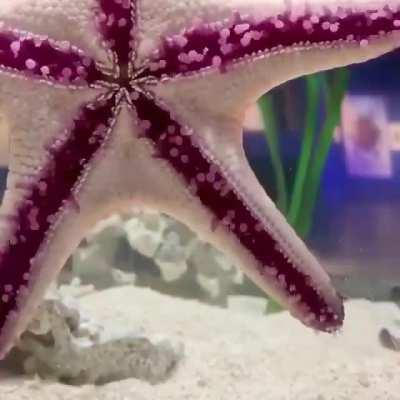 Starfish walk using hundreds of tiny tube feet on the underside of their arms, as seen in this fascinating timelapse by Juliette Horn at the Frost Museum of Science.