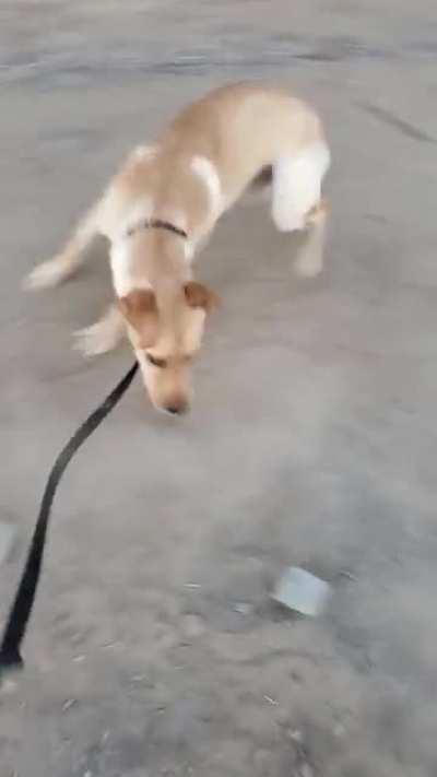 After Dinner Zoomies (Thor is on a leash because part of the wall is down because his parents are having a pool built)