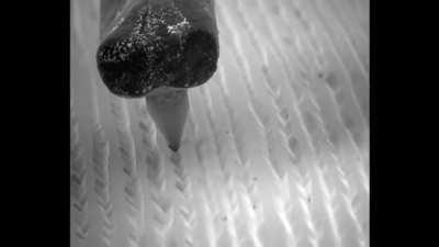 Electron microscope shows how a needle moves through the grooves on a vinyl record