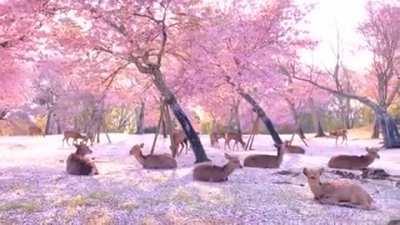 This Herd Of Deer Relaxing Under Cherry Blossom Trees In Japan