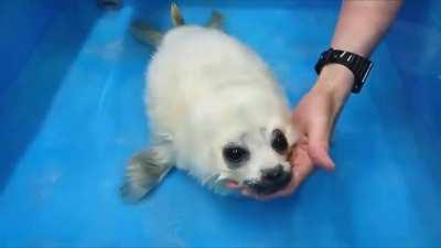 Baby seals first swim lesson.