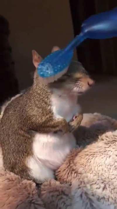 Your Friday moment of zen: squirrel enjoying brushybrushy