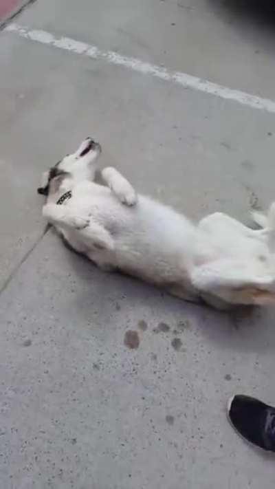 HUSKY THROWS TANTRUM - DOESN'T WANT TO LEAVE THE PARK