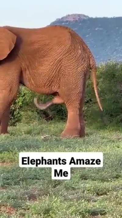 The elephant’s penis is not only massive but prehensile and actually full multi-use. They use it to prop themselves up, swat flies from their side and even scratch themselves on their stomach.