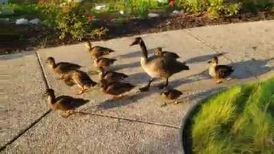 A couple weeks ago I saw mother duck with her ducklings hanging out in a creek with a Canada goose that had joined them as if they were part of the family. Yesterday afternoon I saw them again still hanging out together.