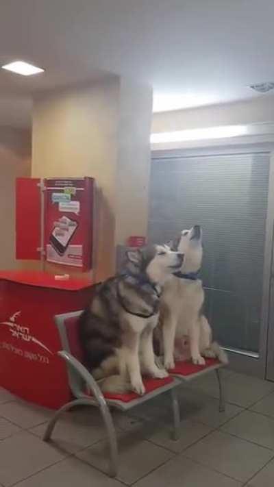 Huskies at the Post Office