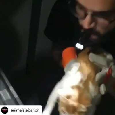 AnimalsLebanon have been working tirelessly since the blasts in Beirut. This is Angel, a cat they rescued. Her owners had been searching for her and she’s finally been reunited with them.