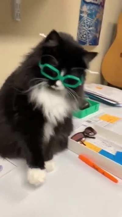 This is Truffles the cat, a stray found by a pediatric optometrist and now puts kids at ease that are nervous about getting glasses and totally makes them more at ease