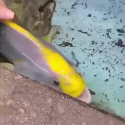 Fish who wants to be pet and receive attention