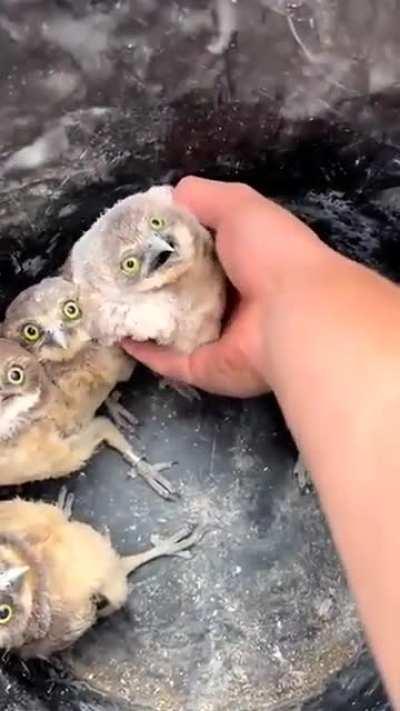 Young owls is afraid that it's turn.