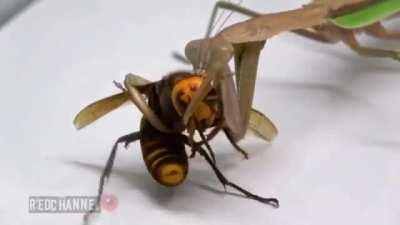 Murder Hornet gets... well murdered by a Mantis