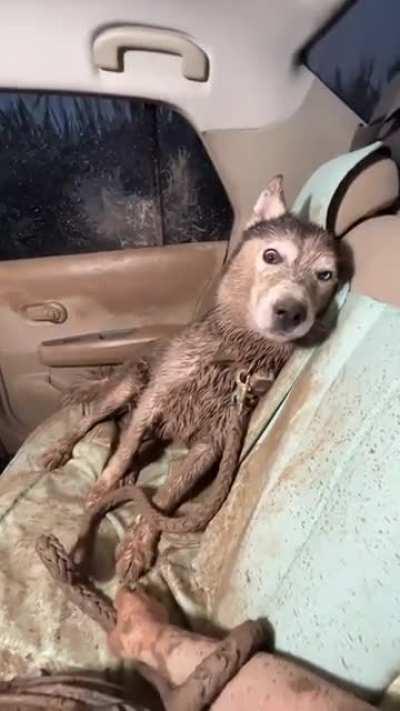 This Dog, This Car, This Man, I don't want it anymore!