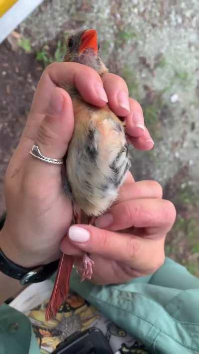 Female Northern Cardinals have a brood patch - a bare spot on their belly to provide direct egg to skin contact during incubation